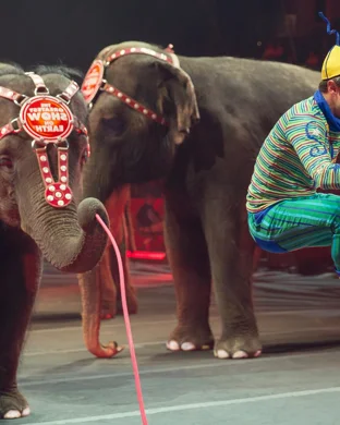 Circus Delman Duluth