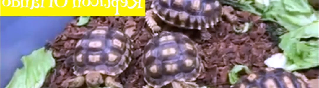 Repticon Reptile and Exotic Animal Show