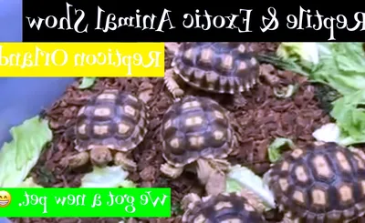 Repticon Reptile and Exotic Animal Show