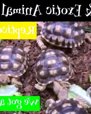 Repticon Reptile and Exotic Animal Show Lawrenceville